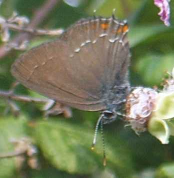 farfalle da identificare